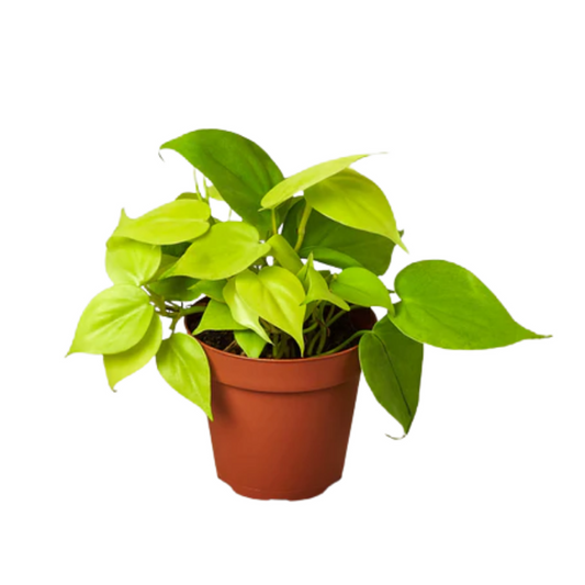 Philodendron Neon