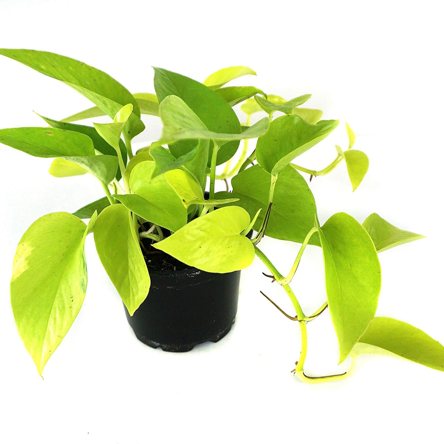 Pothos Neon