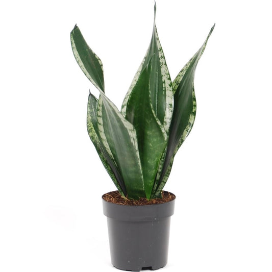 Sansevieria Whitney