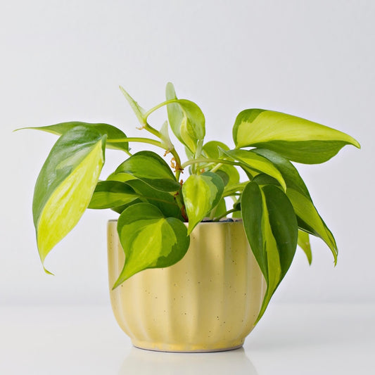 Pothos Brazil