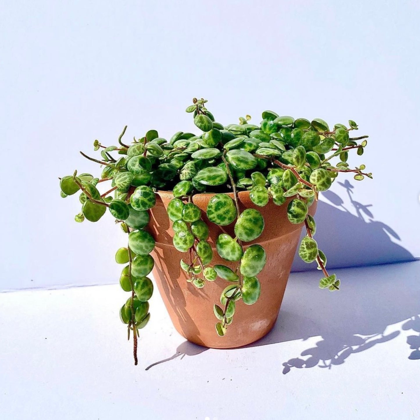 Peperomia Prostrata