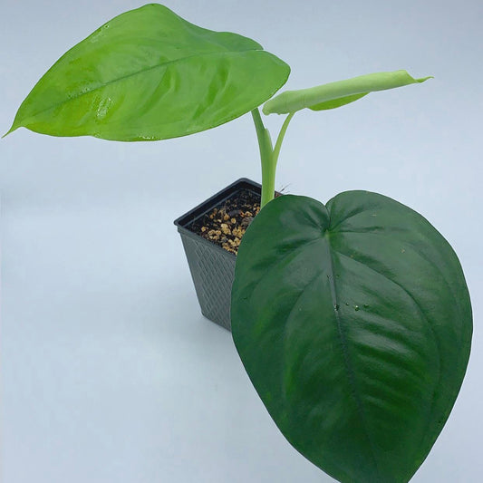 Syngonium Chiapense