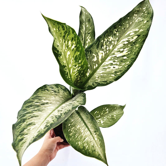 Dieffenbachia Maculata Tropical Tiki