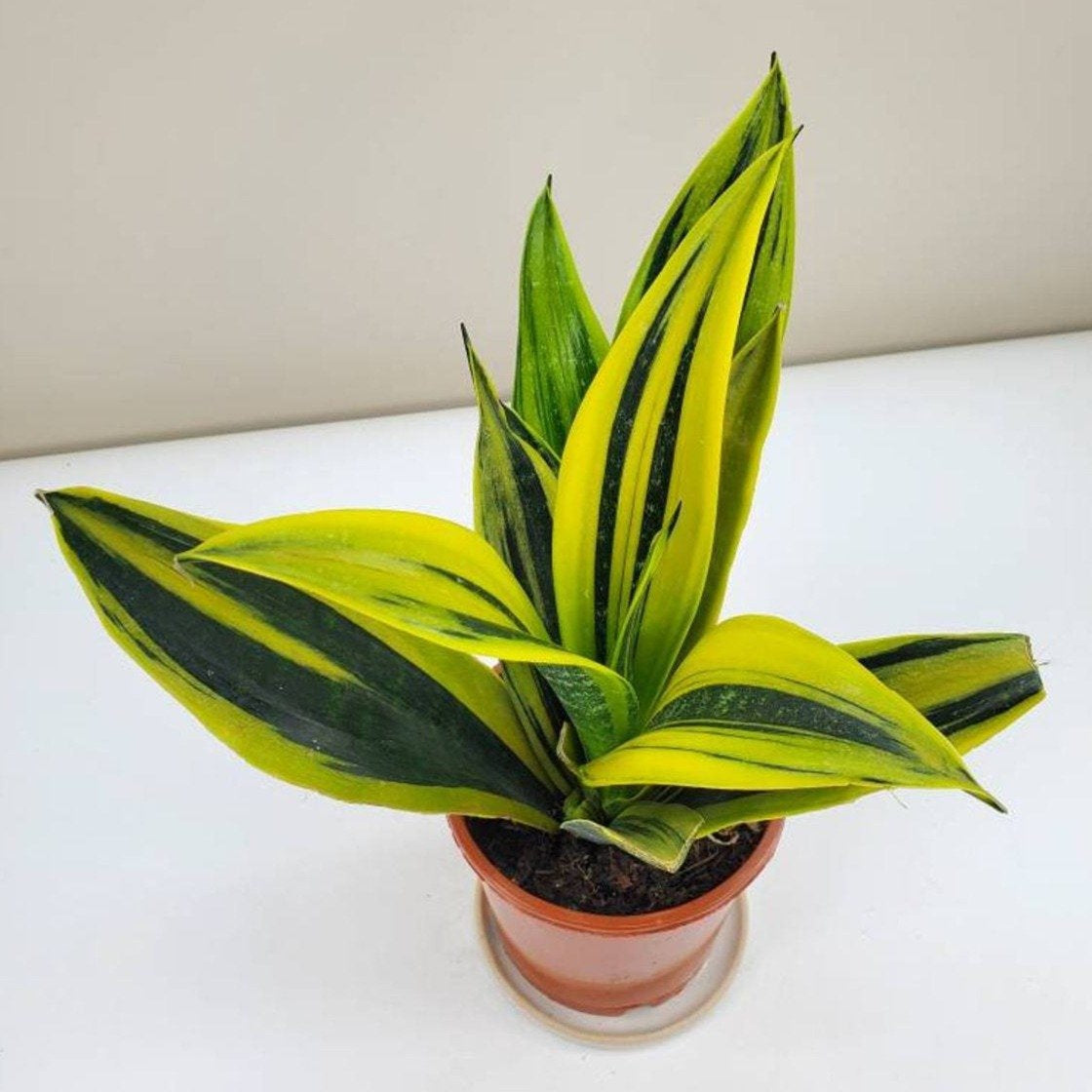 Sansevieria Futura Superba