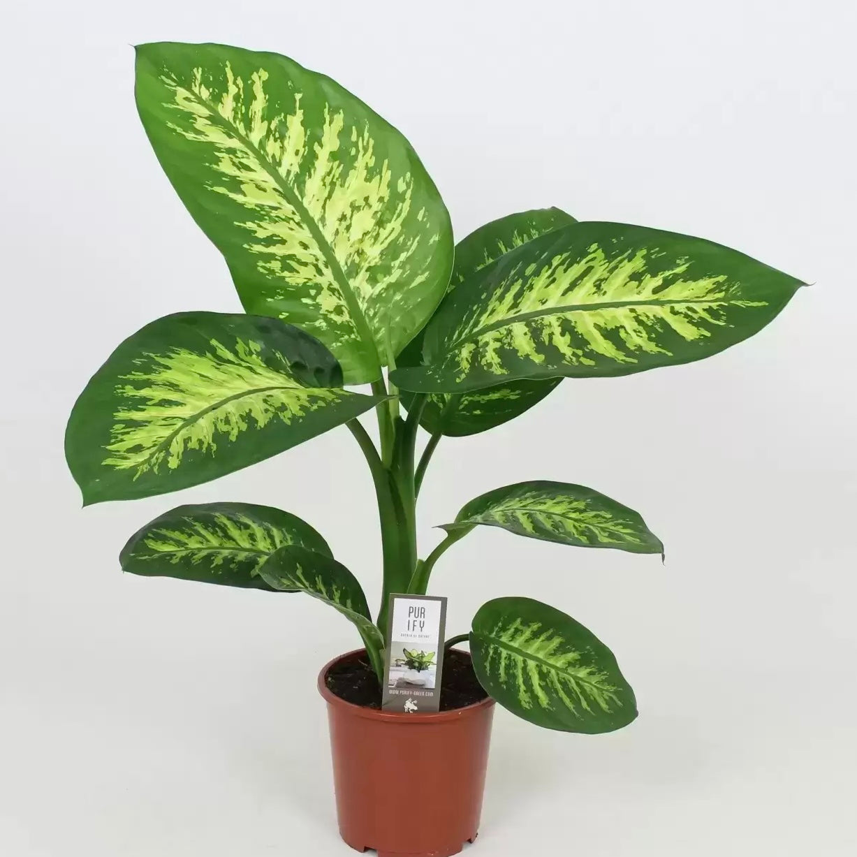 Dieffenbachia Snow