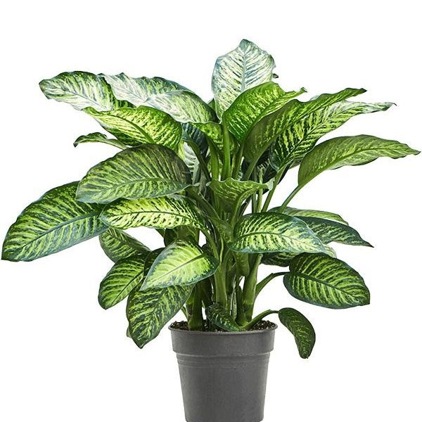 Dieffenbachia Seguine