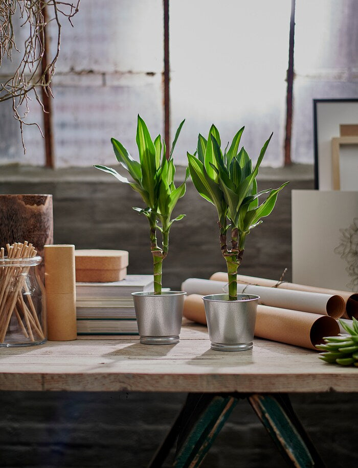 Classic Steel Plant Pot