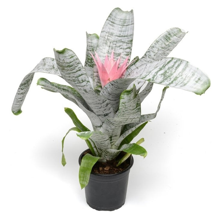 Aechmea Fasciata