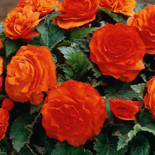 Begonia Nonstop Orange