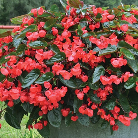 Begonia Dragon Wing Red