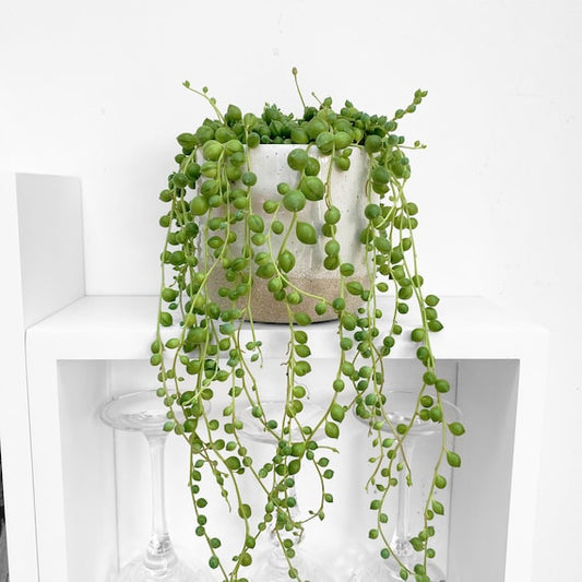 String of Pearls