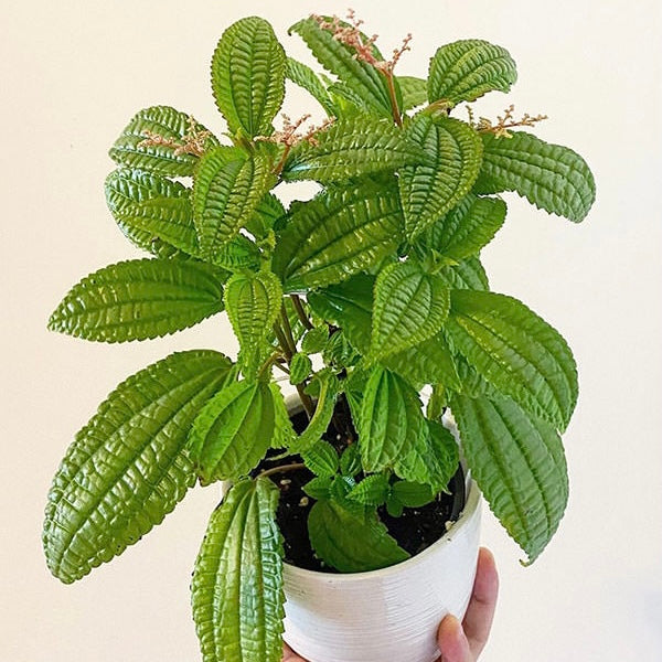 Pilea Jamaican