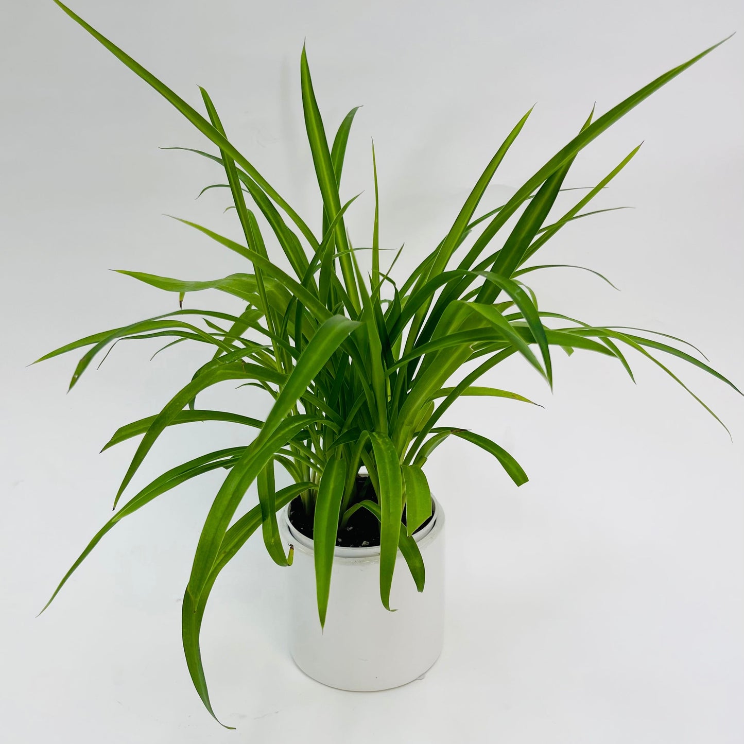 Shamrock Spider Plant