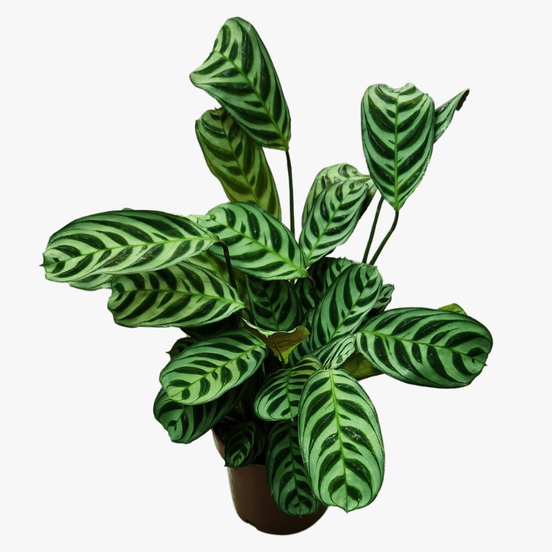 Calathea Stromanthifolia