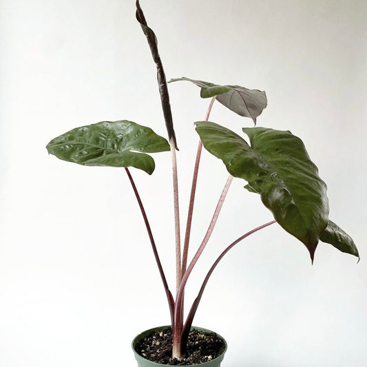 Alocasia Plumbea 