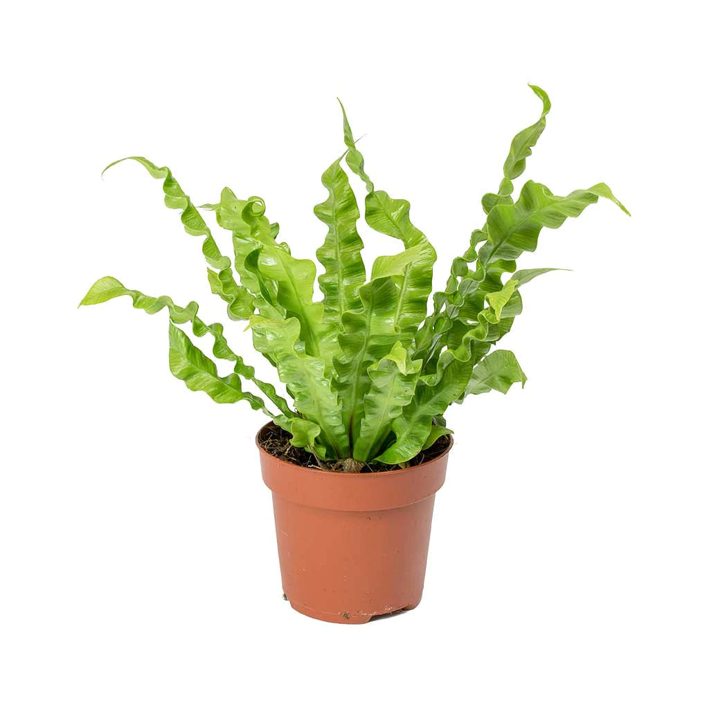 Bird’s Nest Fern