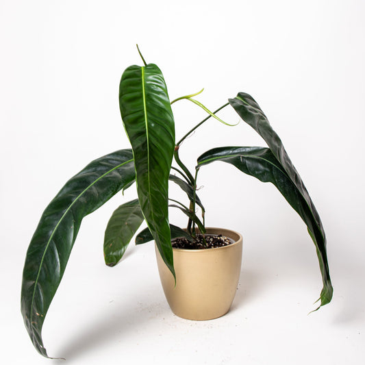 Philodendron Patriciae