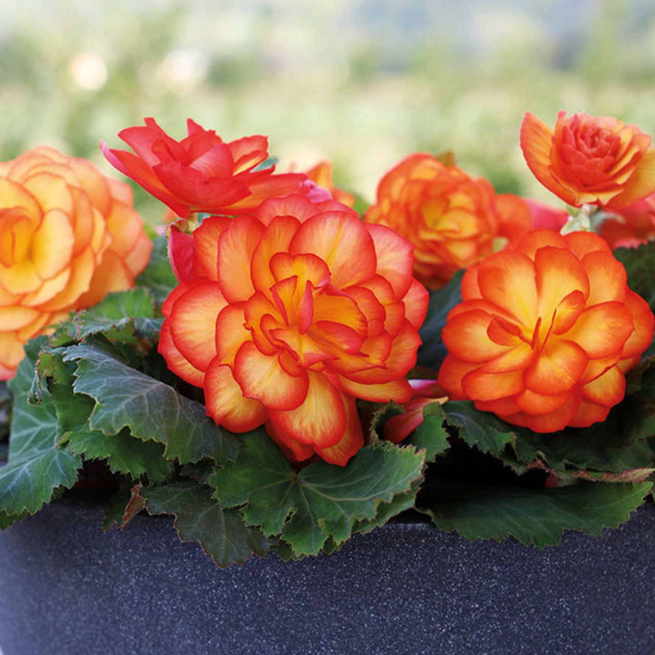 Begonia Nonstop Fire