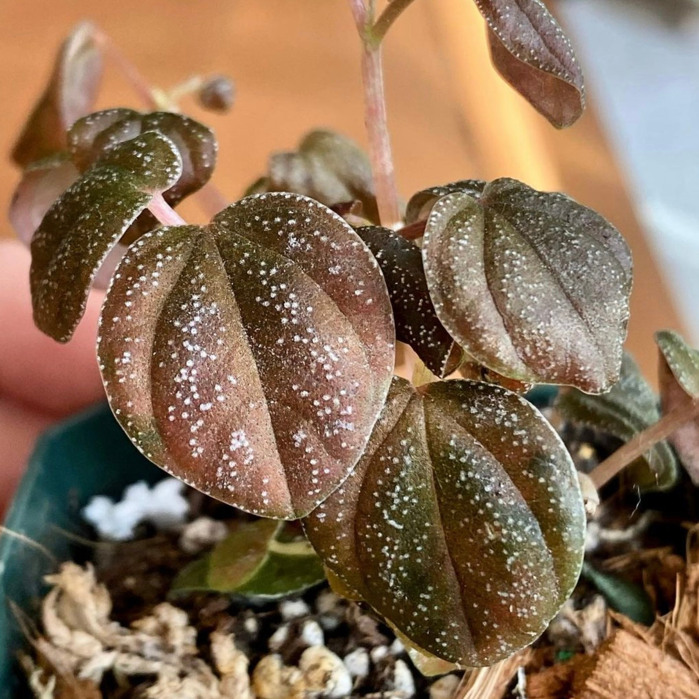 Peperomia Antoniana