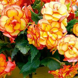 Begonia Prima Donna Sunburst