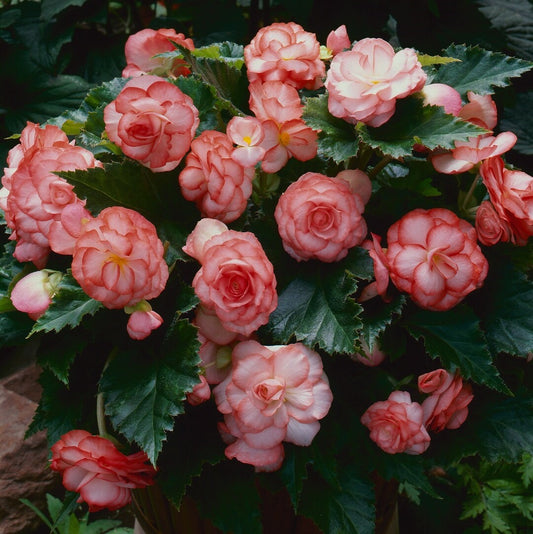 Begonia On Top Fandango