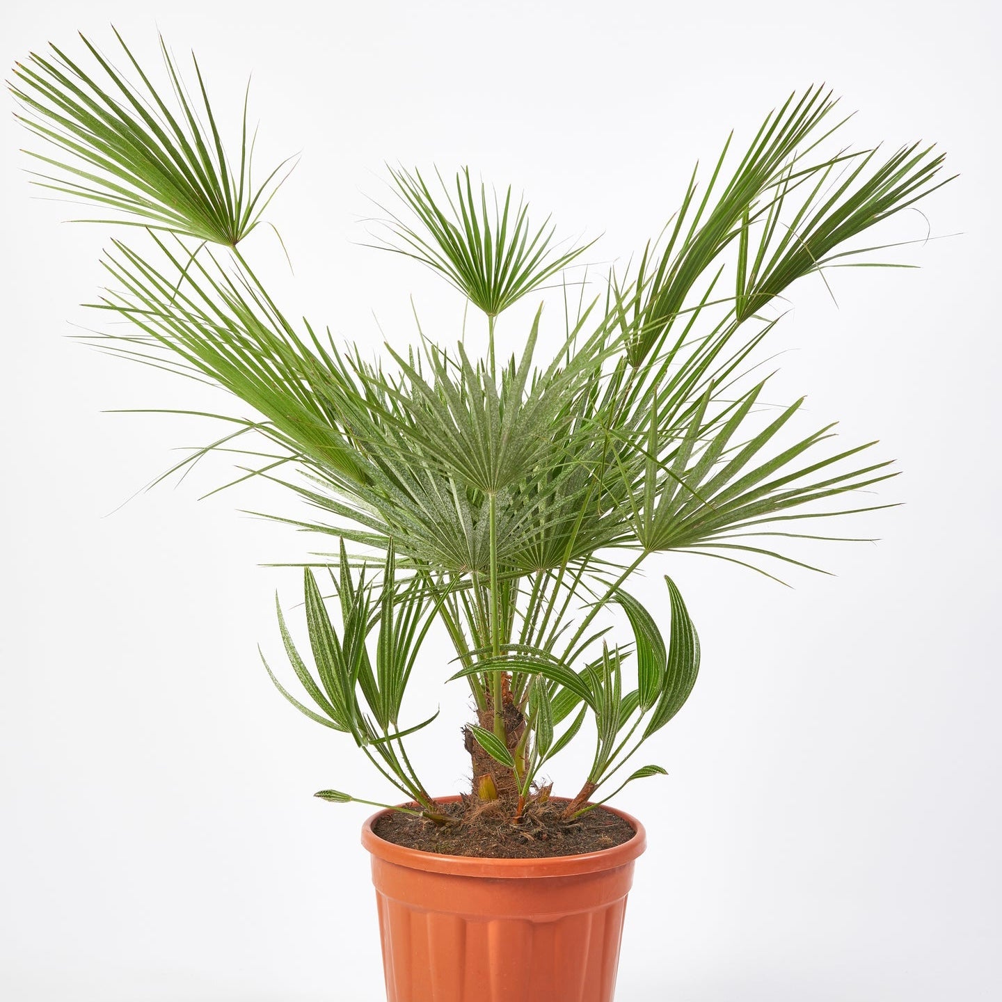 European Fan Palm