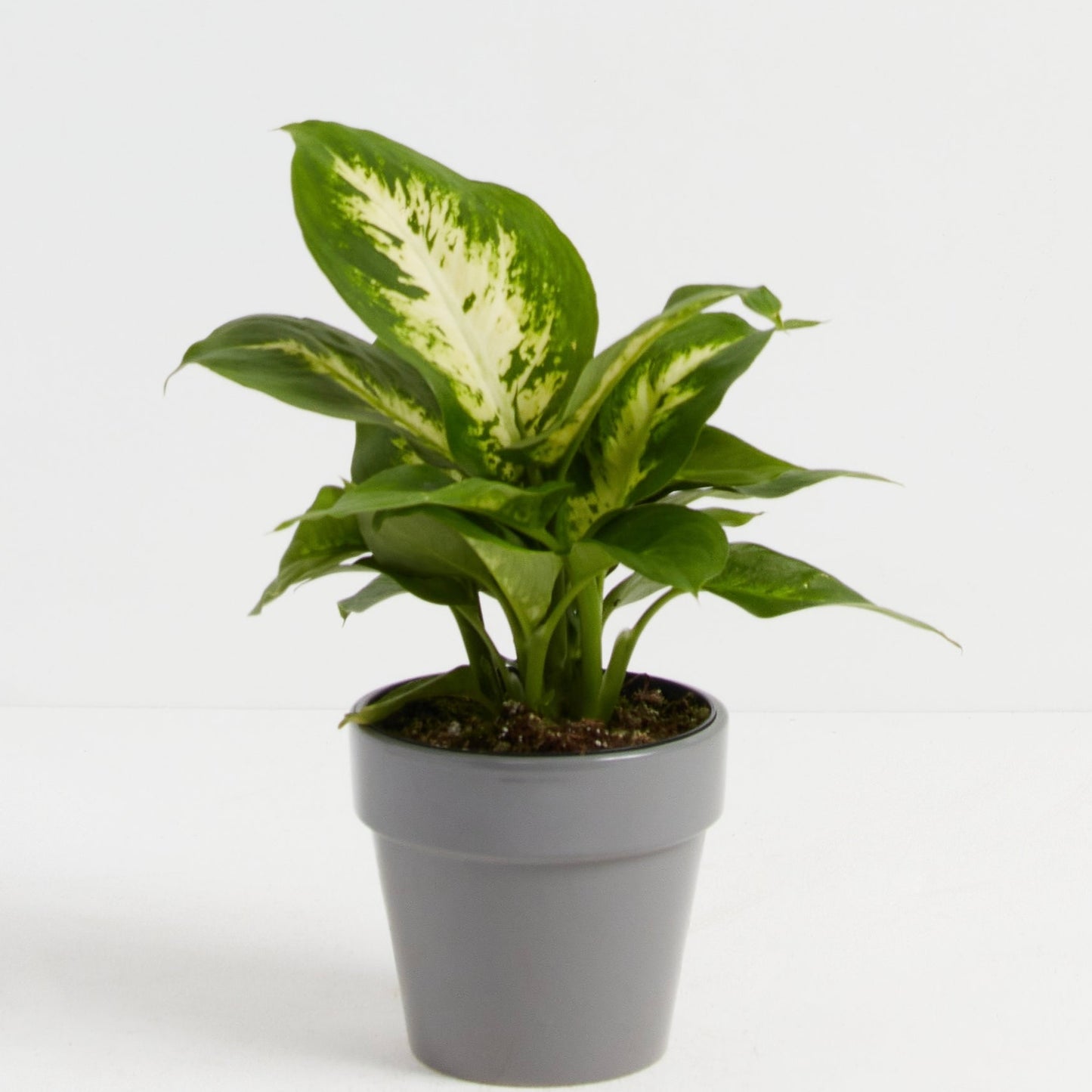 Dieffenbachia Carina