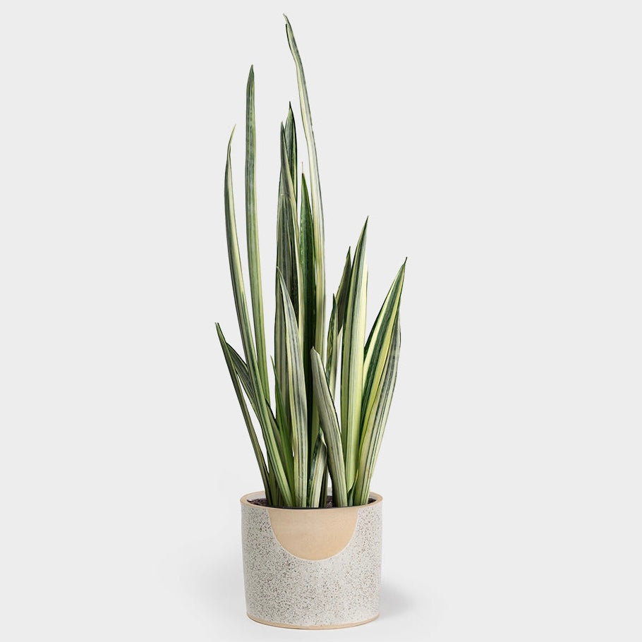 Sansevieria Bantel