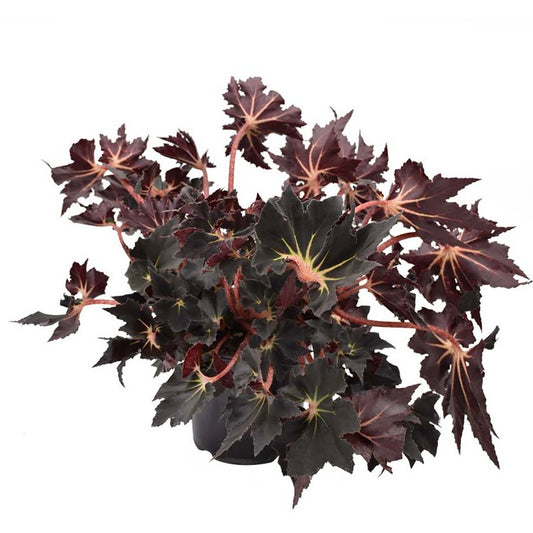 Begonia Black Fang