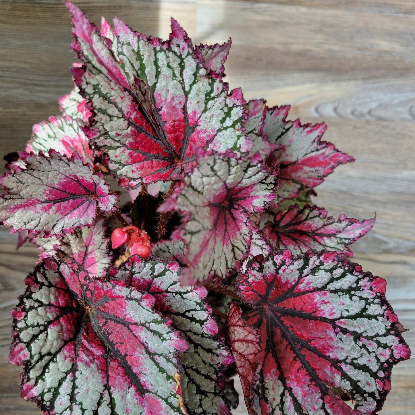 Begonia Ring of Fire