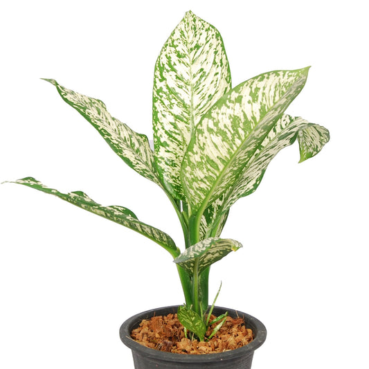 Dieffenbachia White Etna