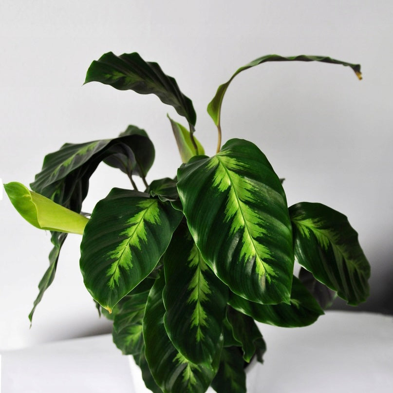 Calathea Louisae Misto