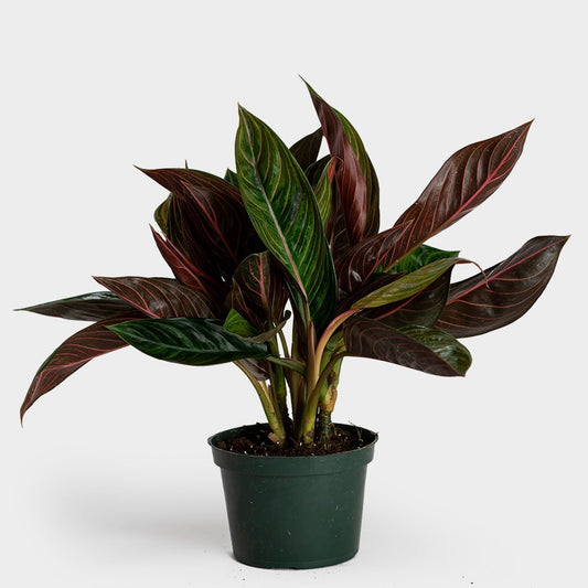 Aglaonema Chocolate