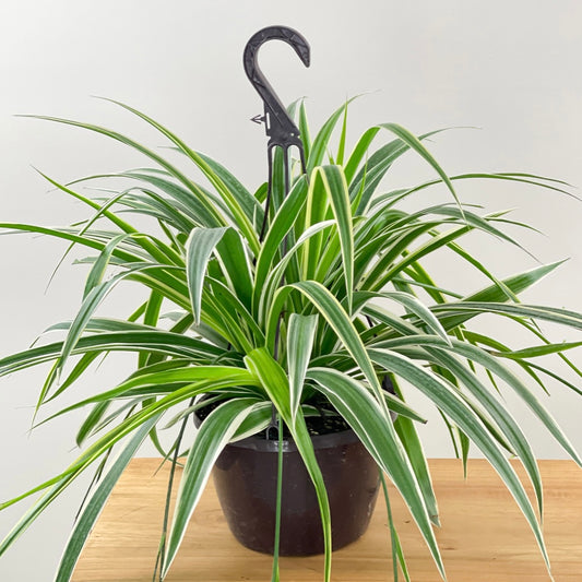 Reverse Variegatum Spider Plant