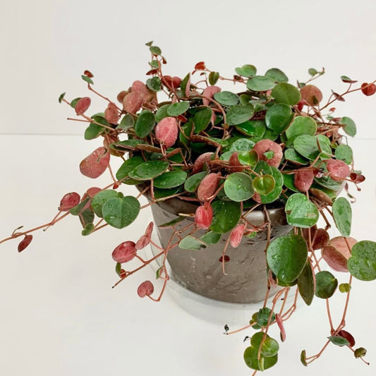 Peperomia Ruby Cascade