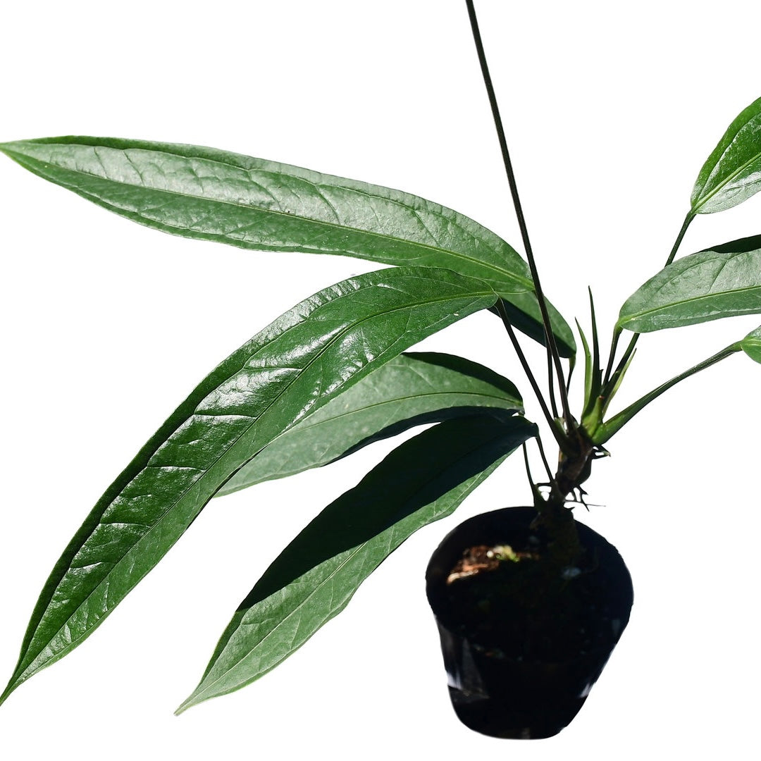 Anthurium Pendulifolium