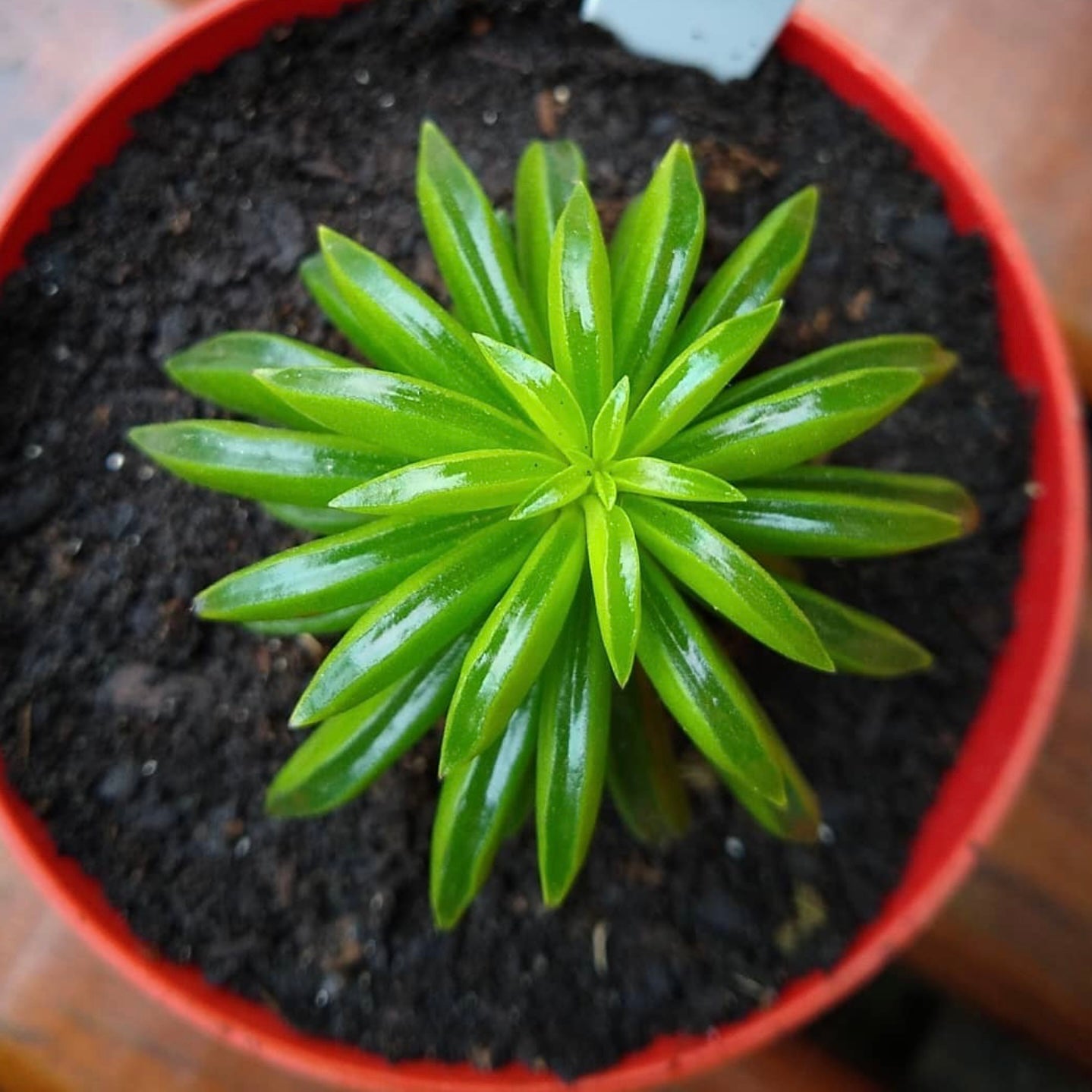 Peperomia Nivalis