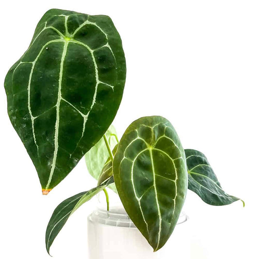 Anthurium Forgetii