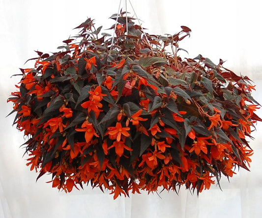 Begonia Summerwings Dark Elegance