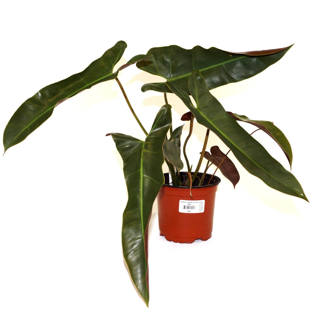 Philodendron Abapoense