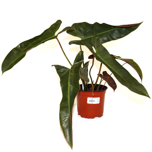 Philodendron Abapoense