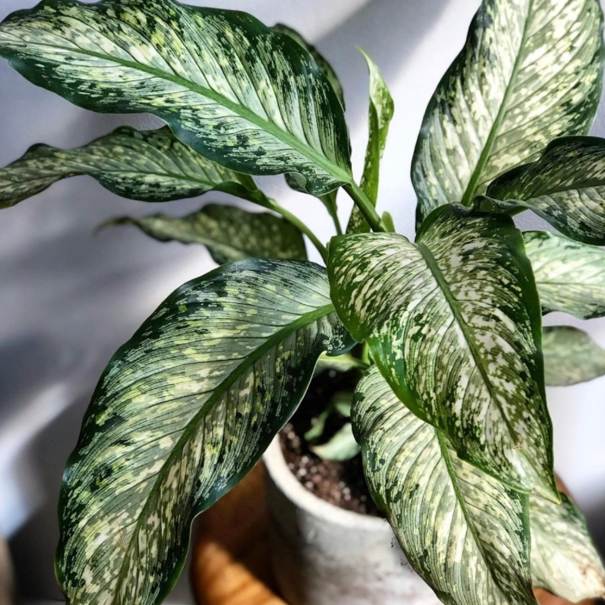 Dieffenbachia Tropic Rain