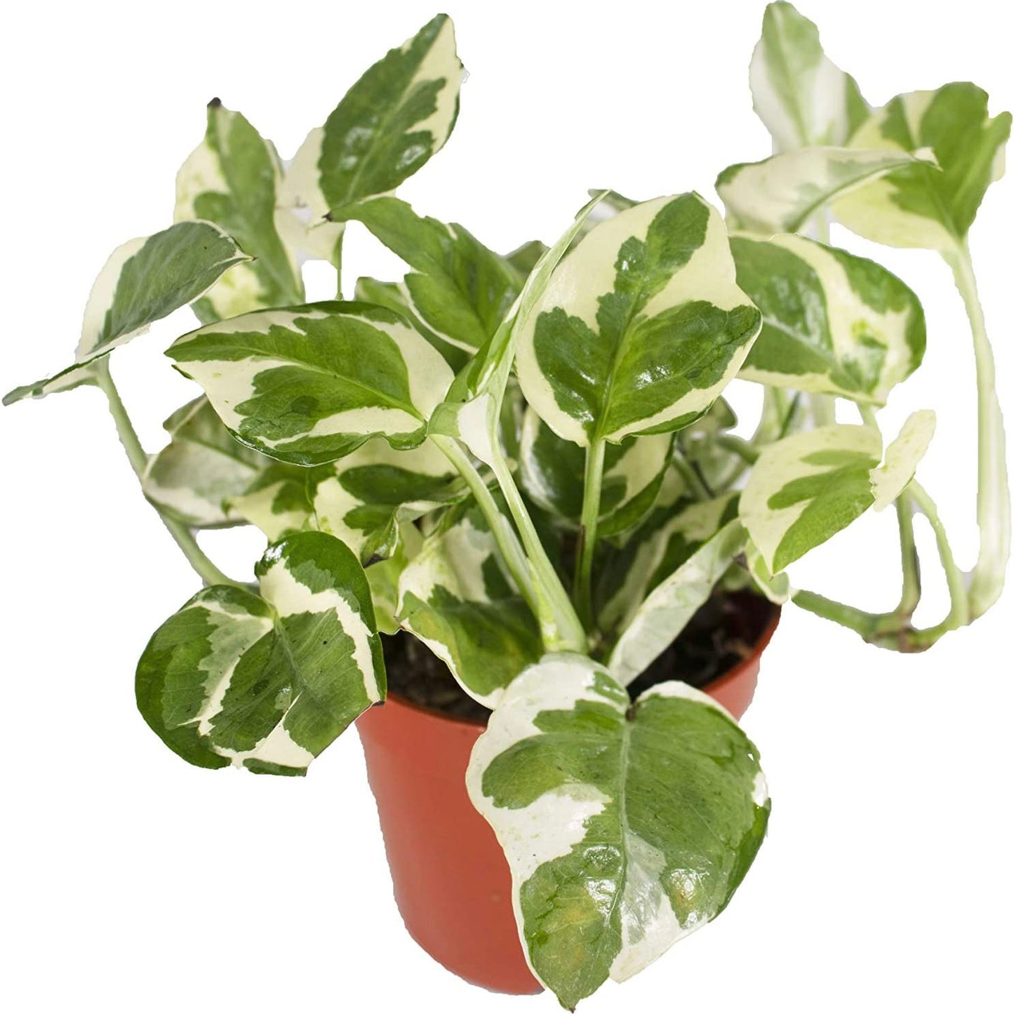 Pothos Pearl & Jade