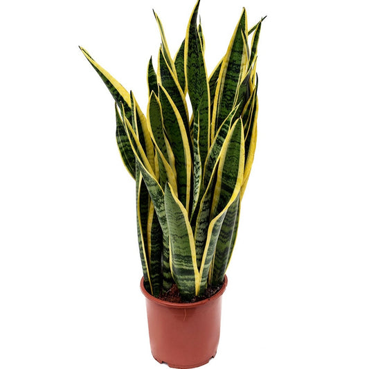 Sanvevieria Trifasciata - Laurentii