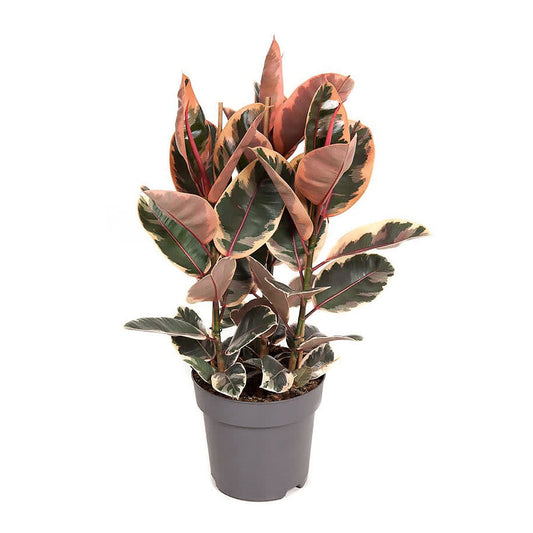 Ficus Elastica Red Ruby - Belize