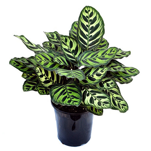 Calathea Makoyana Peacock