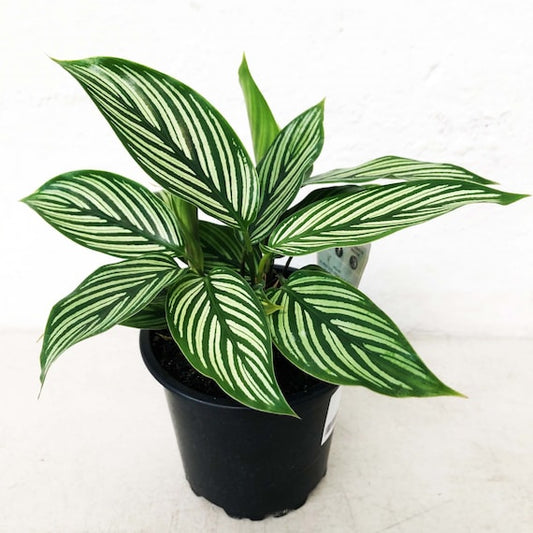 Calathea Vittata Elliptica