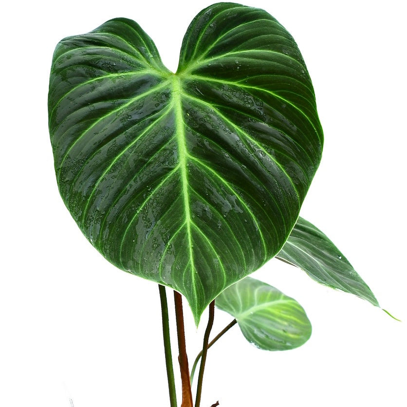 Philodendron El Choco