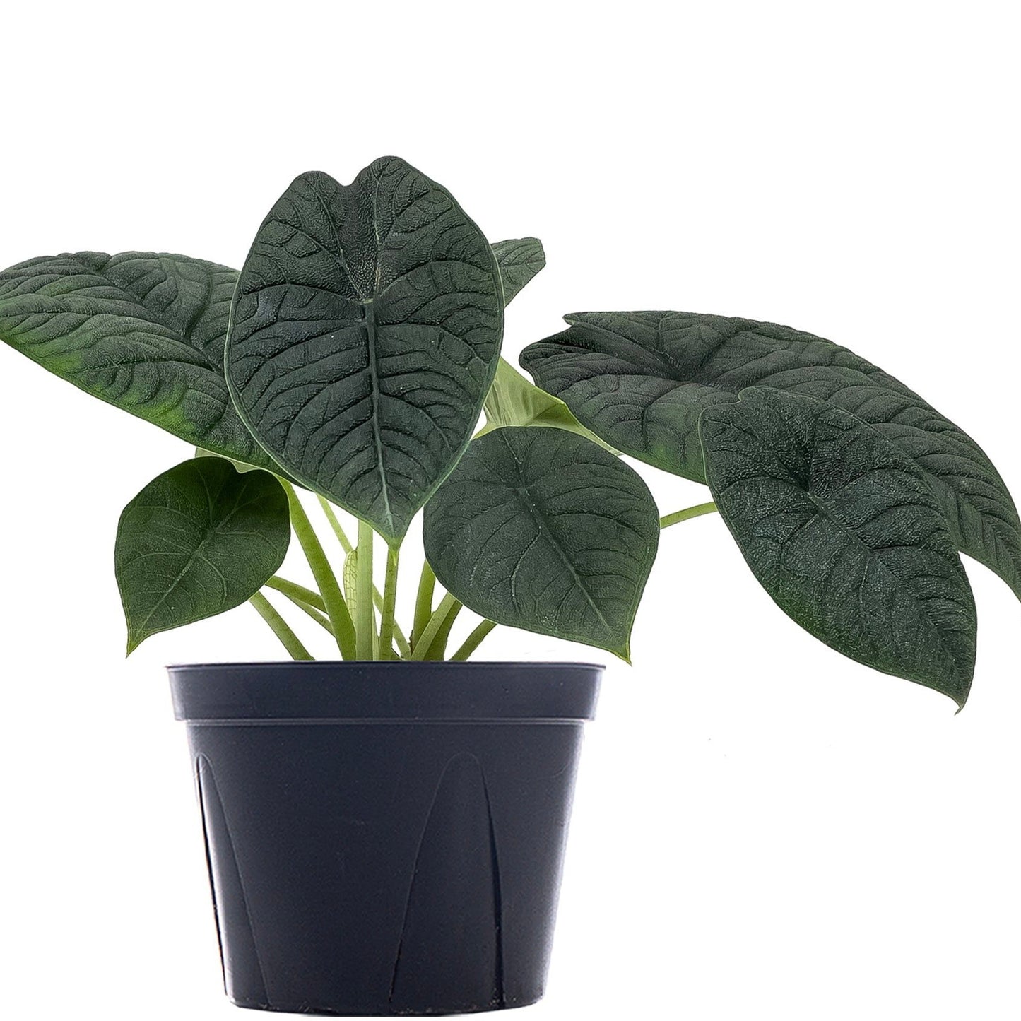 Alocasia Melo