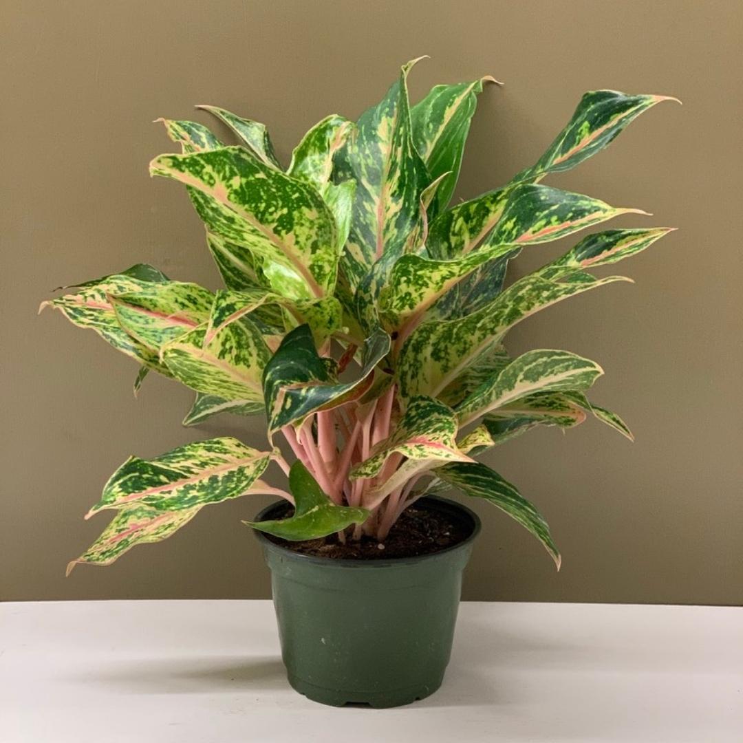 Aglaonema Sparkling Sara